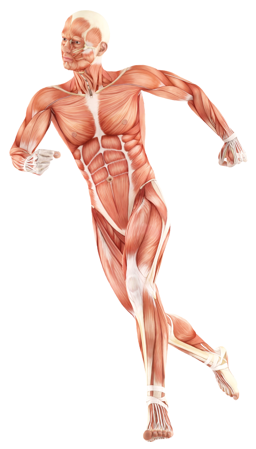 Physioteam Mentzel - Physiotherapie Muskulaturbild Physioteam Mentzel - Physiotherapie  Muskulaturbild